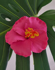 Hibiscus Hair Sei