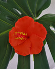 Hibiscus Hair Sei