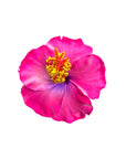 Hibiscus Hair Sei