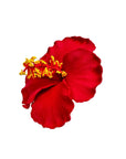 Hibiscus Hair Sei