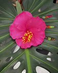 Hibiscus Hair Sei