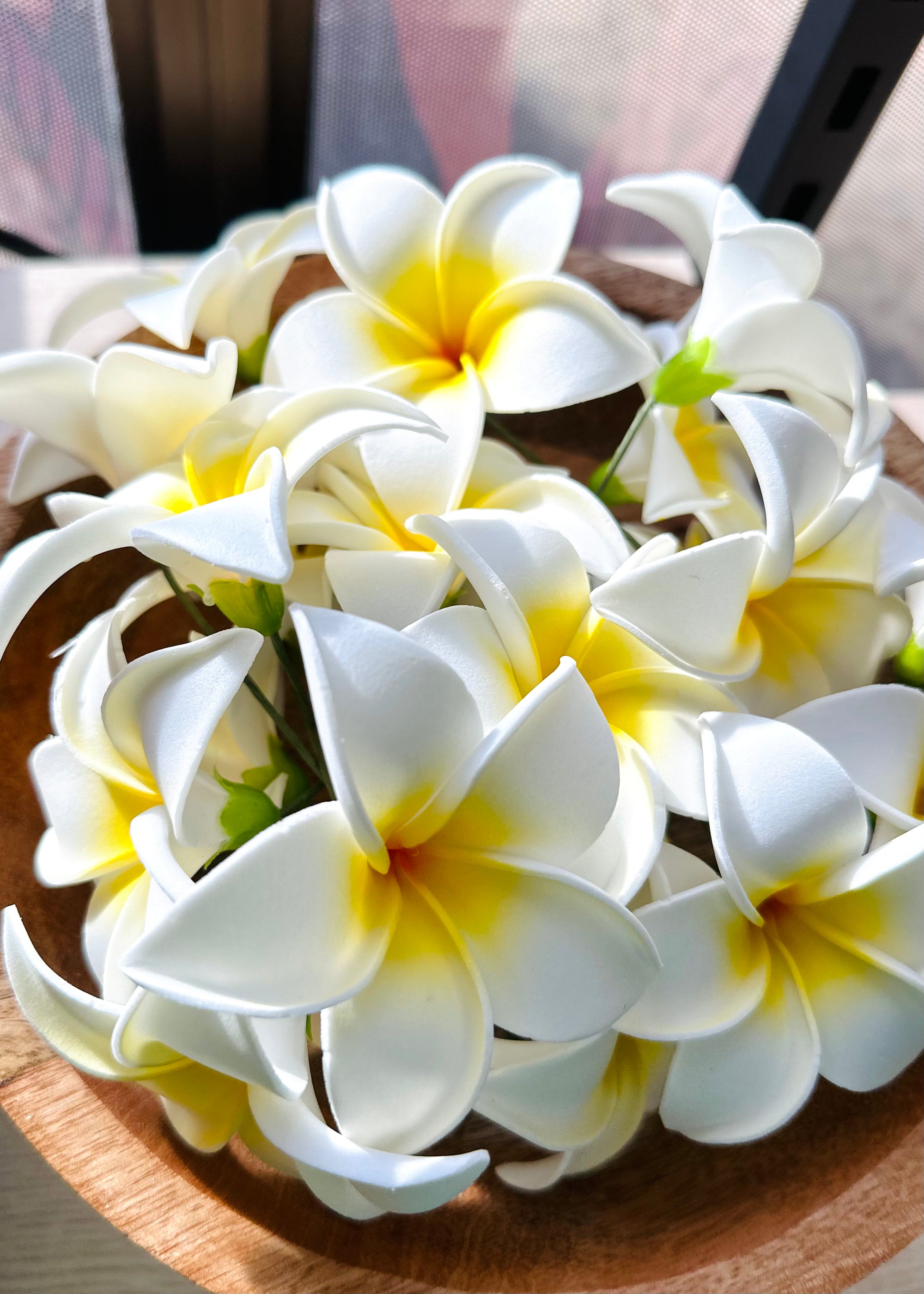 white frangipani