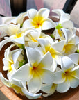 white frangipani