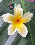 White flower with a yellow center on a green leaf background