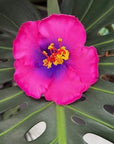 Hibiscus Hair Sei