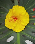 Hibiscus Hair Sei