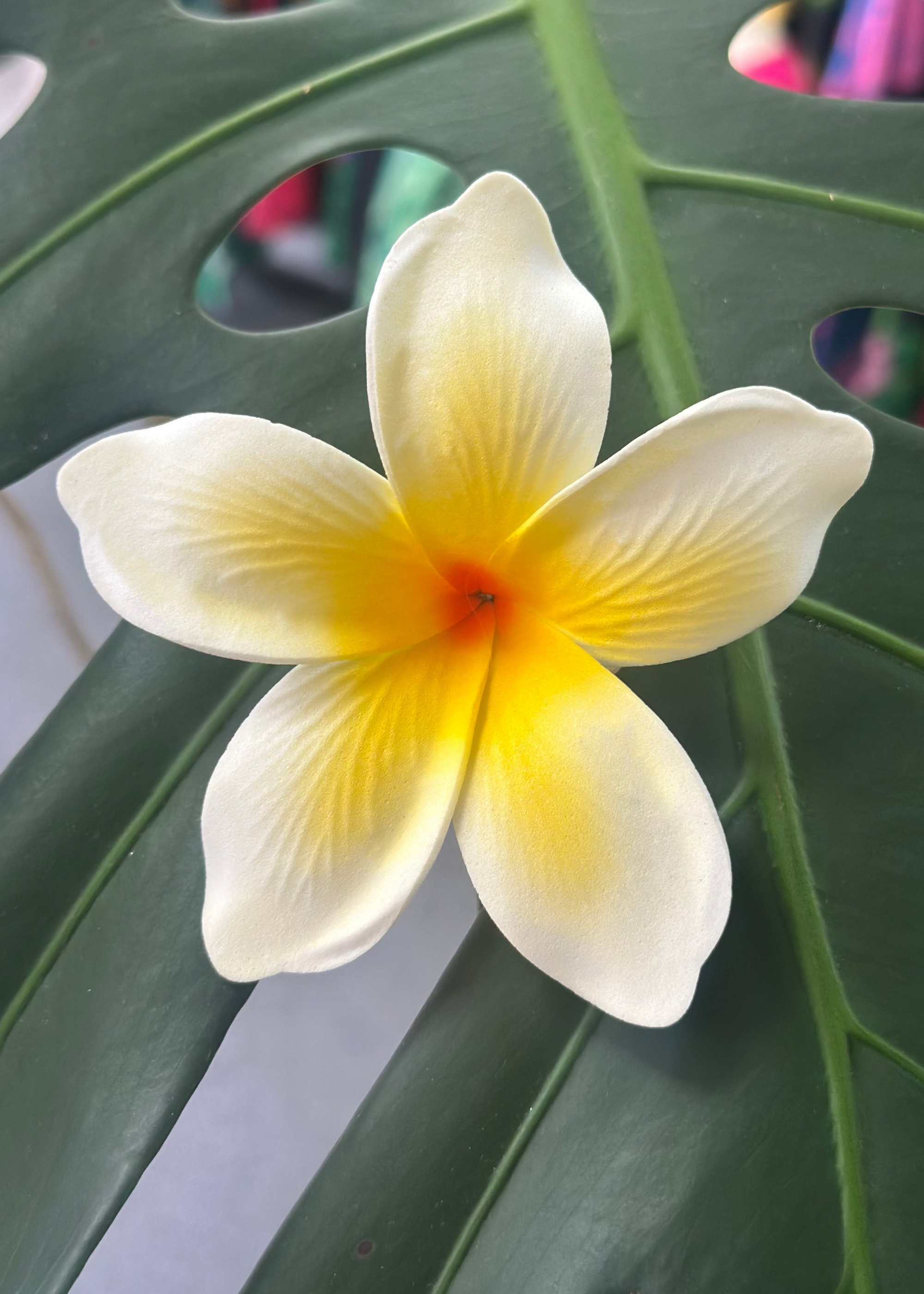 White flower with a yellow center on a green leaf background