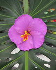Hibiscus Hair Sei