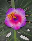 Hibiscus Hair Sei