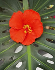 Hibiscus Hair Sei