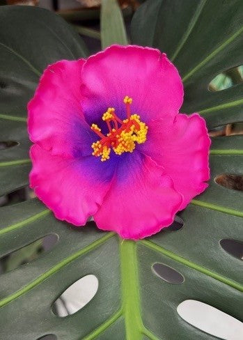 Hibiscus Hair Sei