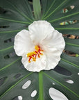 Hibiscus Hair Sei